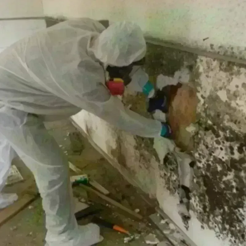 Mold Remediation and Removal in Orlando, FL